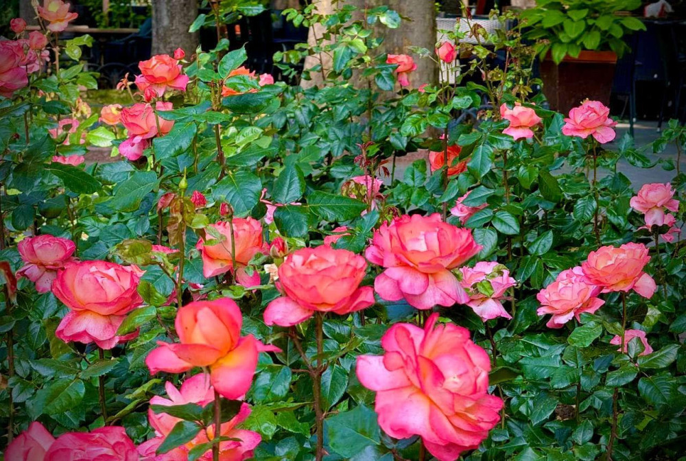 3386 image for slide