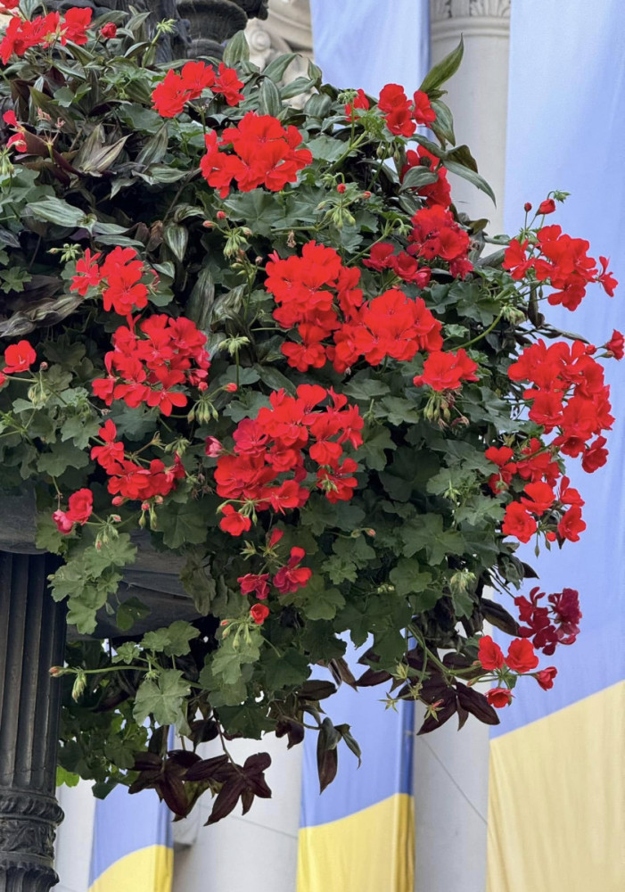 3387 image for slide