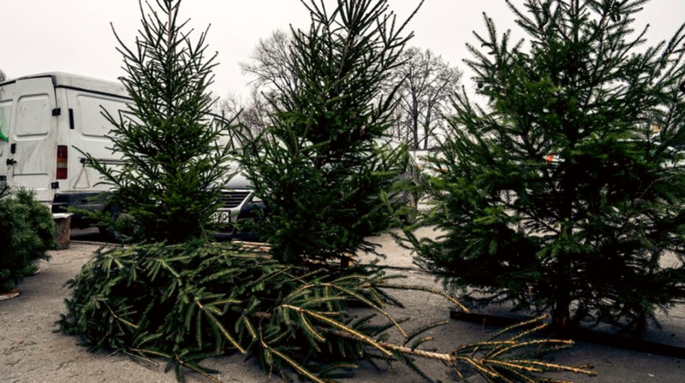 9937 image for slide